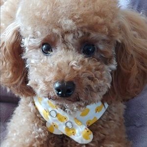 Meet your Posher, Avalon